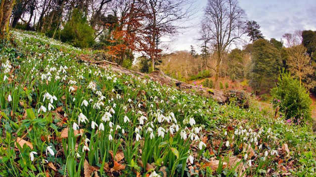 Snowbells at Trebah Gardens in Falmouth