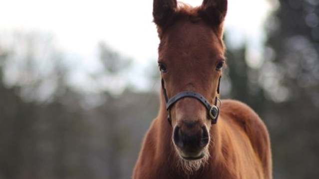National Stud horse