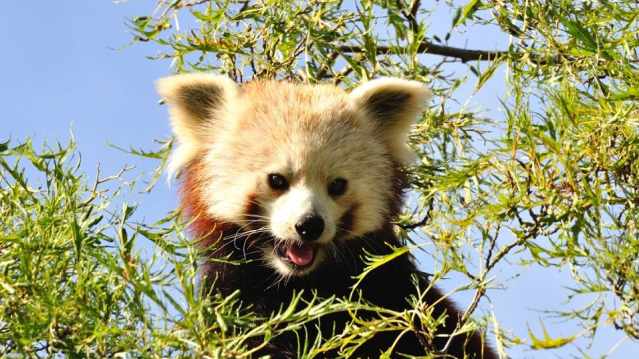 Red panda at Shepreth Wildlife Park