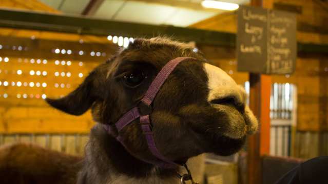 Llama at Farmer Teds Farm Park in Ormskirk