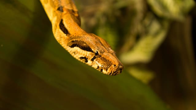 Snake at Farmer Teds Farm Park in Ormskirk