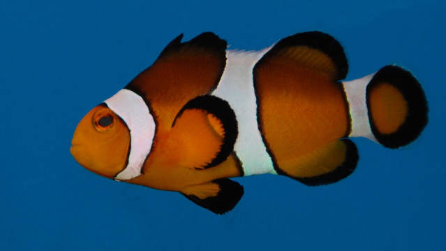 Clownfish at Lake District Coast Aquarium in Maryport