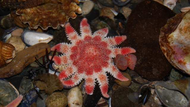 Sunstar fish at Lake District Coast Aquarium in Maryport