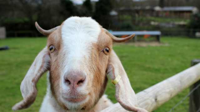 Goat at Warren Mill Farm in Pendoylan