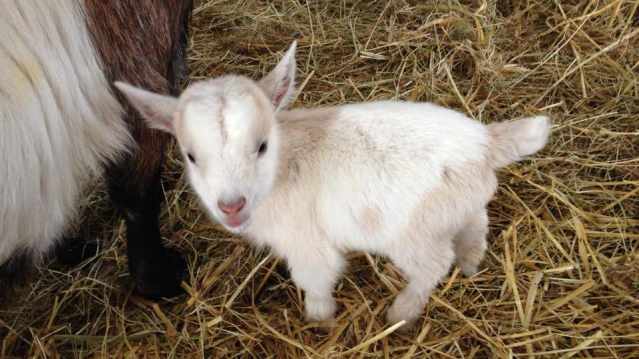 Goat at Rookery Open Farm in Towcester