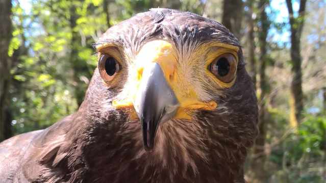 Falcon close up at North East Falconry in Ryton Woodside