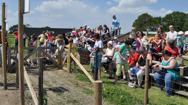 a crowd gathers to watch the pig racing at Apple Jacks Adventure Farm in Warrington 