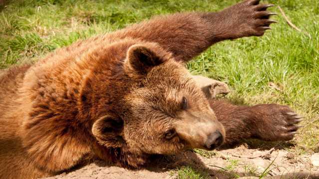 European Brown bear at The Scottish Deer Centre in Cupar