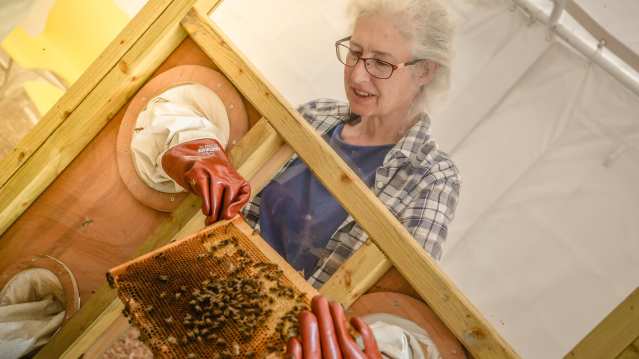 Woman looking at bees at Quince Honey Farm in South Molton