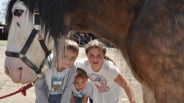 Kids next to horse at Park Hall Countryside Experience in Oswestry