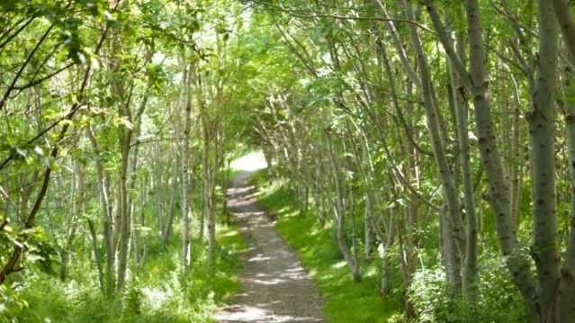 Woodland walk at Carnfunnock Country Park in Larne