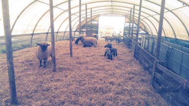 Sheep at Doonies Farm in Aberdeen