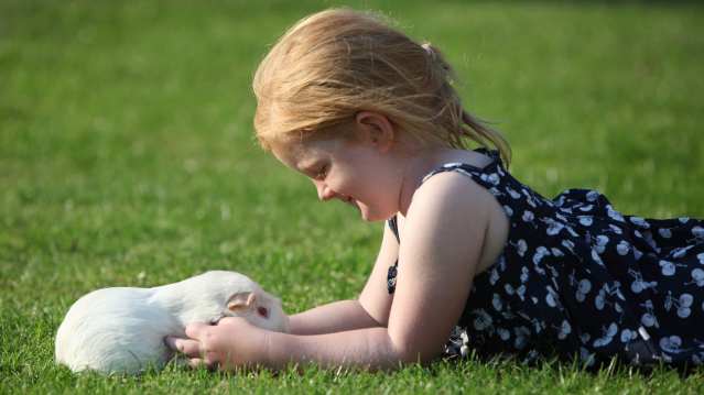 Girl with guinea pig at Warren Farm Holiday Centre in Burnham-on-Sea