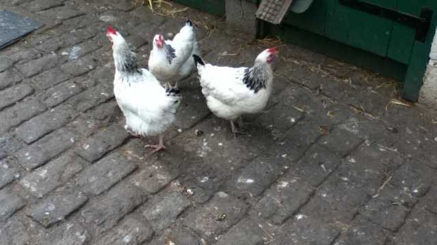 Chickens at Hackney City Farm in Bethnal Green