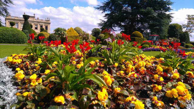 Garden plants at Brodsworth Hall and Gardens in Doncaster