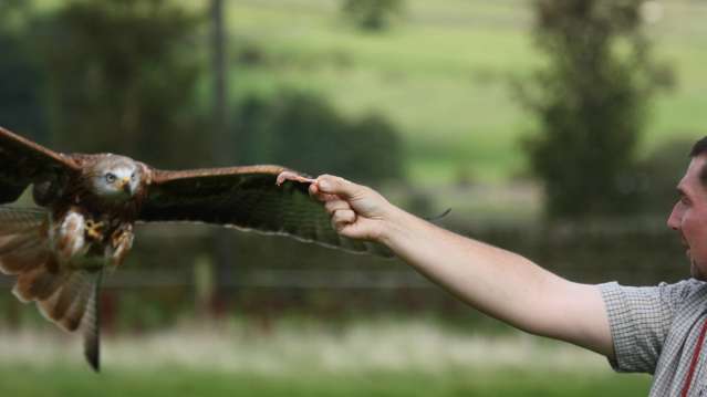 Falcon at SMJ Falconry in Oxenhope
