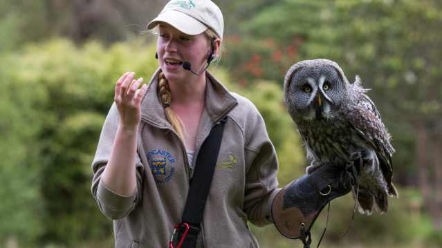 Owl in Bird of Prey experience at Muncaster Castle in Ravenglass
