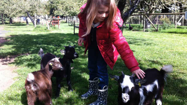 Girl stroking goat at Baylham House Rare Breeds Farm in Ipswich