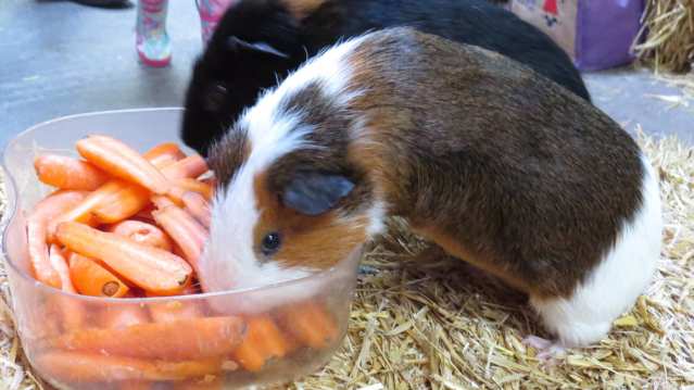 Guinea pigs at Hesketh Farm Park in Skipton