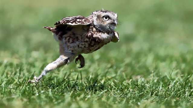 Owl at The Kent Owl Academy in Maidstone