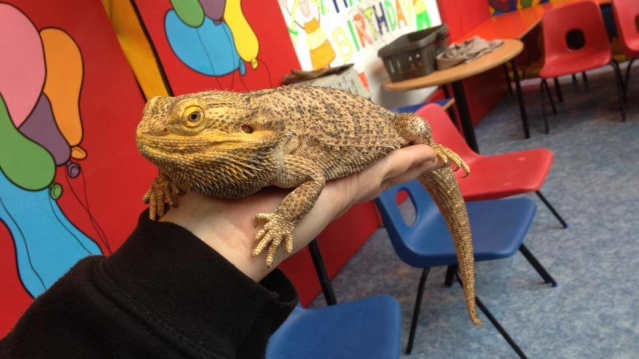 Lizard at Playpit Nuneaton