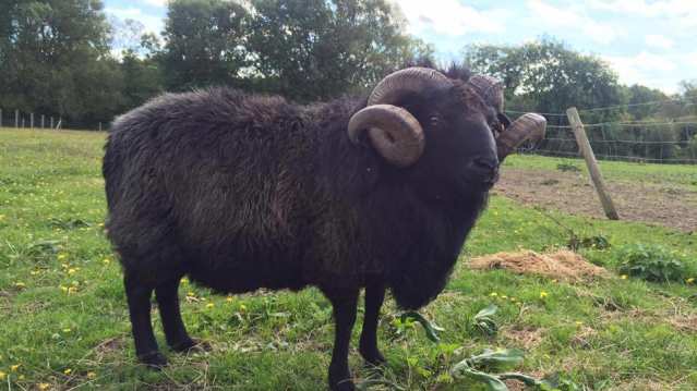 Ram at Broomey Croft Childrens Farm in Sutton Coldfield