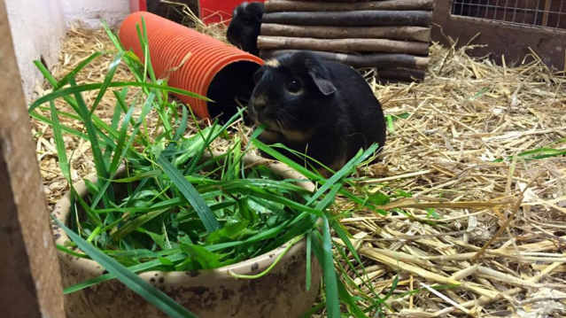 Guinea pig at Broomey Croft Childrens Farm in Sutton Coldfield