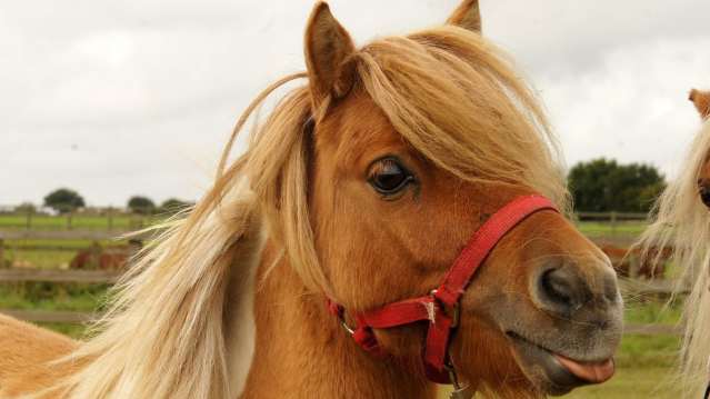 Pony at Redwings Horse Sanctuary Aylsham