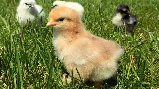 Chicks at River Bourne Community Farm in Salisbury