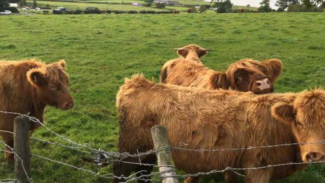 Highland cows at Ardardan Estate in Cardross