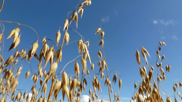Corn maize at Church Farm in Stevenage