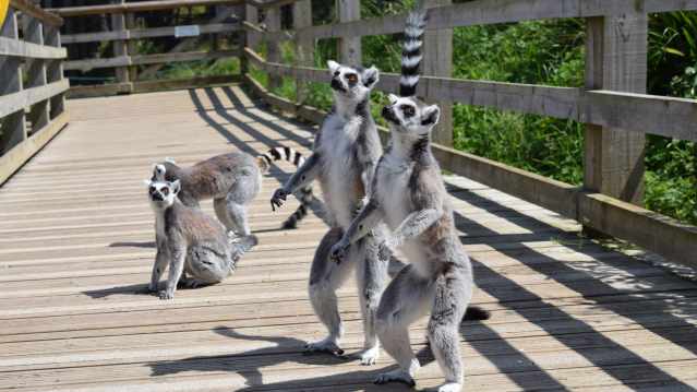 Lemurs at Welsh Mountain Zoo in Colwyn Bay