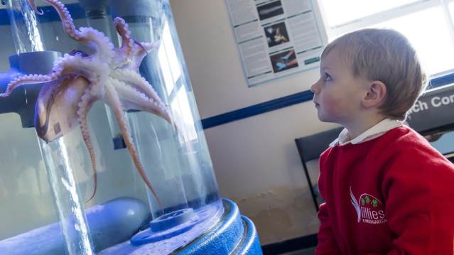 Boy looking at octopus at Macduff Marine Aquarium