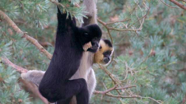 Monkeys on trees at Monkey World in Wareham