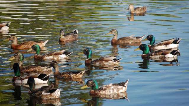 Ducks on lake at Staunton Harold Reservoir in Melbourne
