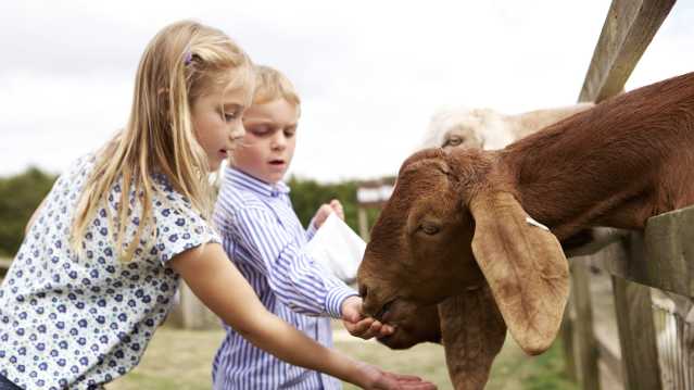 Cotswold Farm Park - Featured Image - 1