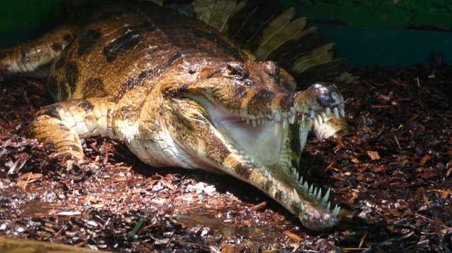Crocodile at Crocodiles of the World in Brize Norton