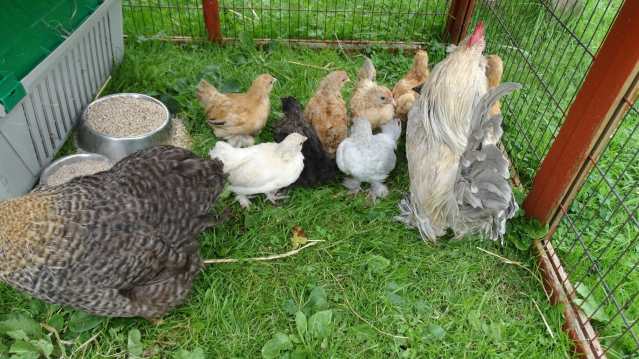 Cochin chickens at Acorn Farm in Liverpool