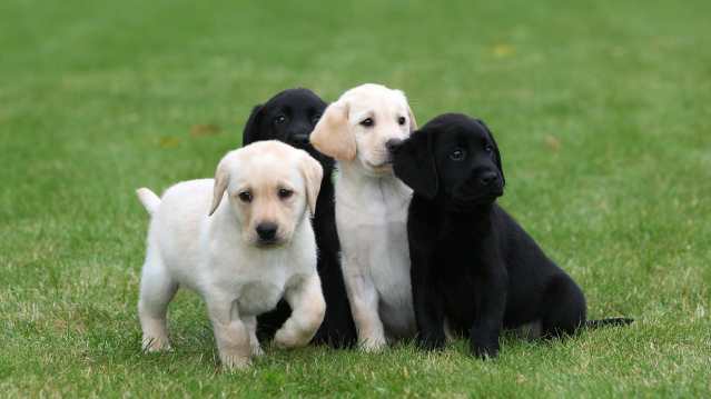 Puppies outside at Guide Dogs National Breeding Centre in Leamington Spa