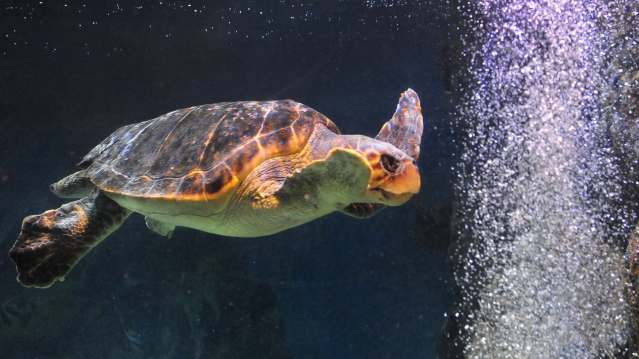 Blue Reef Aquarium Newquay - Featured Image - 1