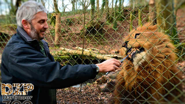 Man feeding lion at Dartmoor Zoological Park in Plymouth