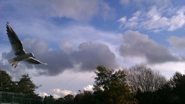 Bird at St Nicholas Park in Warwick