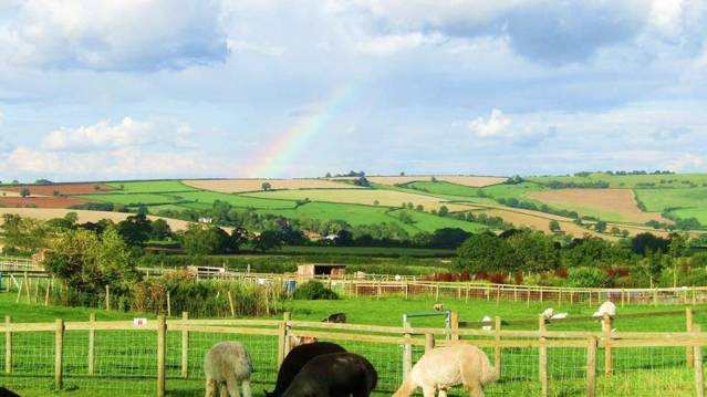 Alpacas at Chew Valley Country Farm in Bristol