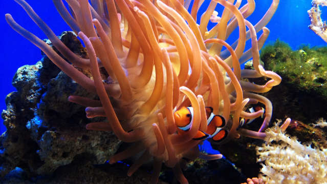 Blue Reef Aquarium Portsmouth - Featured Image - 3