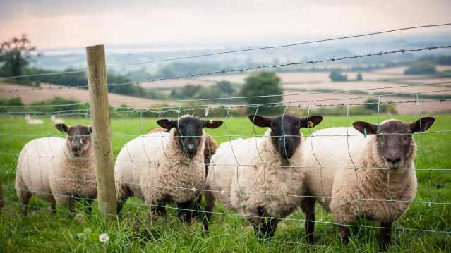 Sheep at Old Down Country Park in Bristol