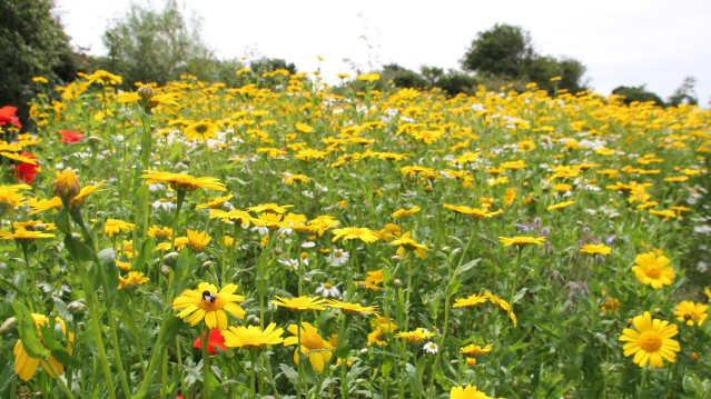 Flower field at Doolin Cave and Farmland Nature Trail in Lisdoonvarna