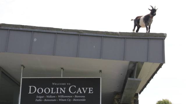 Goat on roof at Doolin Cave and Farmland Nature Trail in LIsdoonvarna