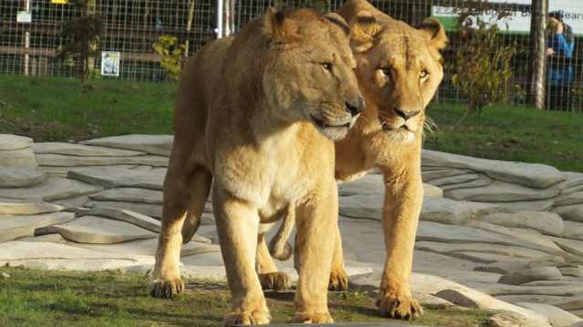 Lions at Five Sisters Zoo Park in West Calder