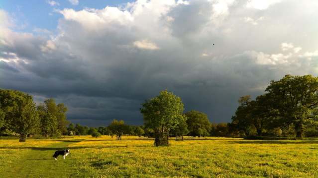 Dog at Hatfield Forest in Bishops Stortford