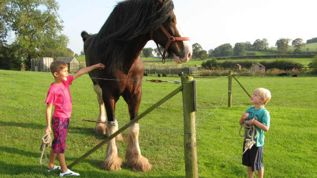 Kids stroking horse at Cotebrook Shire Horse Centre
